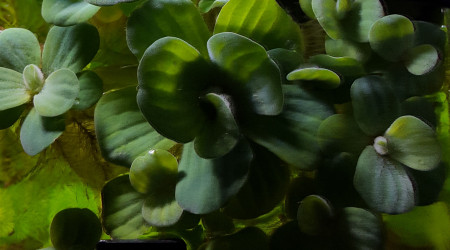 Trop heureuse de cette jolie plante flottante.