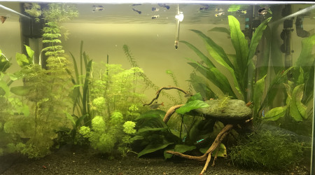 aquarium Bac communautaire 150L