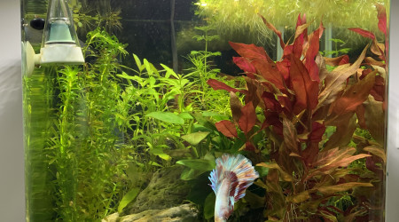 La technique du piqué-coulé  :)