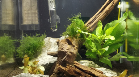 aquarium Nano