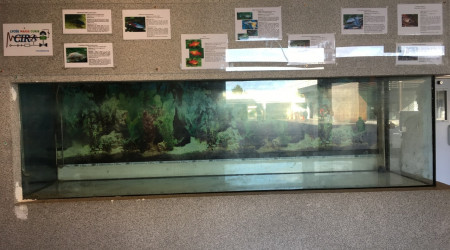 aquarium Aquarium du lycée