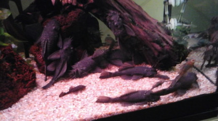 la famille ansistrus... à l'heure de la bouffe.