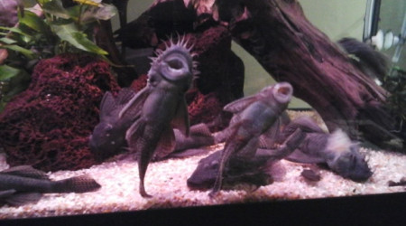 la famille ansistrus... à l'heure de la bouffe.