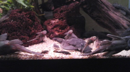 la famille ansistrus... à l'heure de la bouffe.