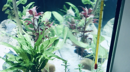 aquarium 120 L