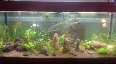 aquarium 240L lowtech