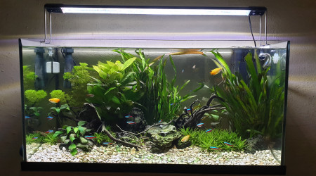 aquarium Juwel Primo 110