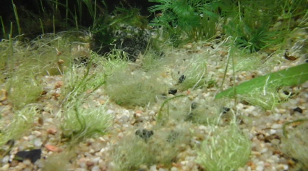 utricularia gramifolia dur dur