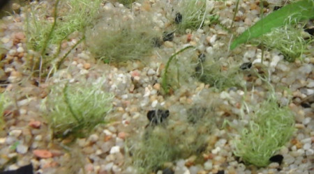 utricularia gramifolia dur dur