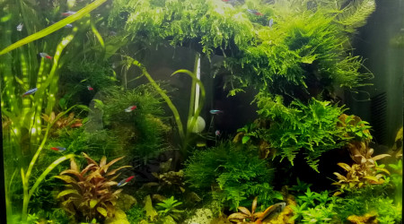 Ca pousse trop vite...... pour le bonheur des alevins