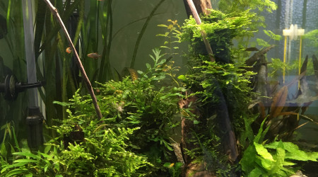 aquarium Nano cube 60l