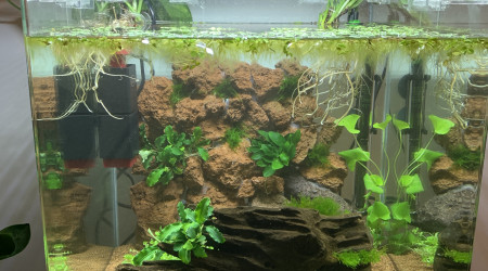 aquarium Nanocube 60L