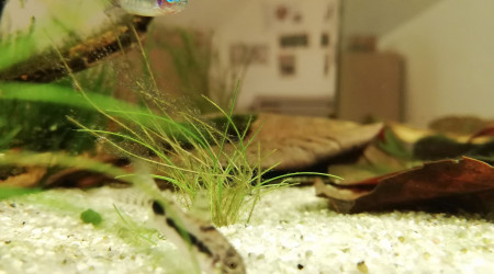 Pararcheirodon Simulans