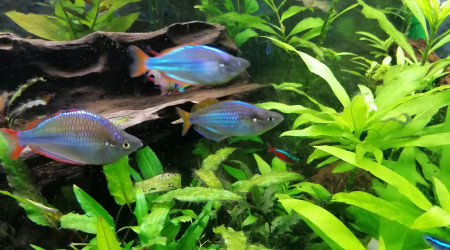 aquarium Amazonien