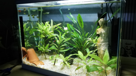 aquarium Aquarium 20L