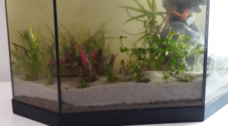 aquarium Low tech