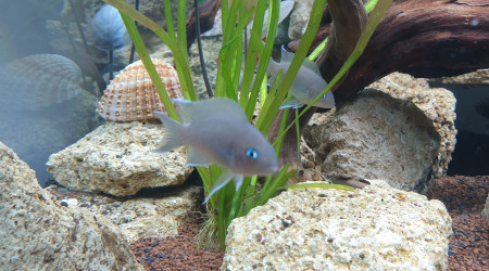 neolamprologus marunguensis