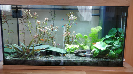 aquarium 125L