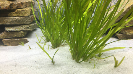 Reproduction vallisneria spiralis