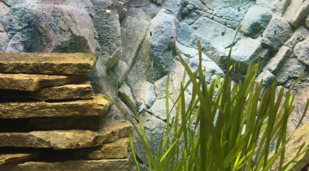 Fleur de vallisneria spiralis