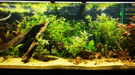 aquarium 400L Amazone