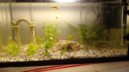 aquarium casa