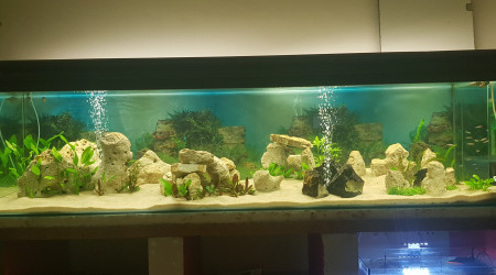 aquarium 1000 litres