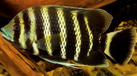 heterotilapia buttikoferi