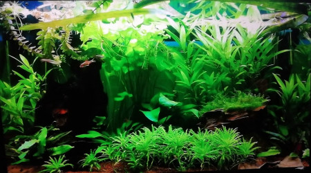 Projet aquarium déco