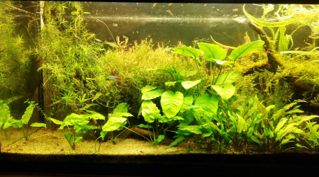 aquarium Low tech