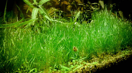 du Riccia Fluitans en pelouse