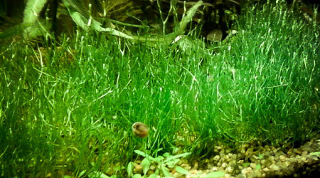 du Riccia Fluitans en pelouse