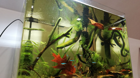 aquarium 55L Amazonie