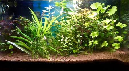 aquarium 54 LITRES DE LA MAISON