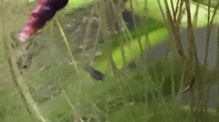 Observation des premières juvéniles blue velvet