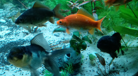 aquarium Poissons Rouge