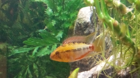 Mâle Apistogramma Hongsloi
