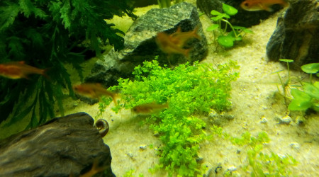 Hemianthus Callitrichoides Cuba