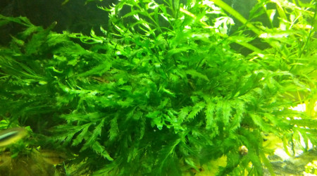 Bolbitis Heudelottii