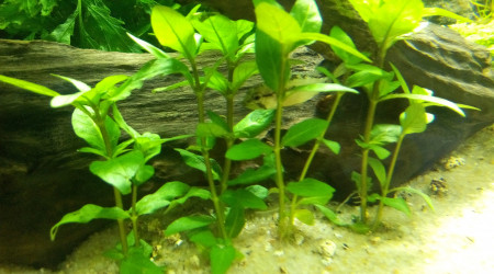 Femelle Apistogramma Hongsloi en mode camouflage