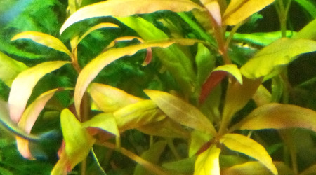 Alternanthera Reineckii