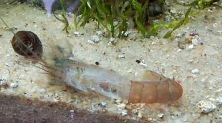 Mue d'Atya Gabonensis