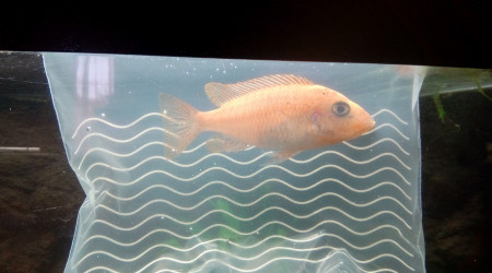 Aulonocara Red Dragon (mâle ?)