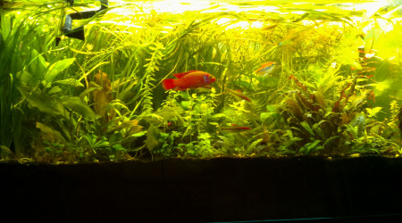 aquarium 200L