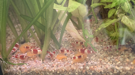 Repas à la carotte !