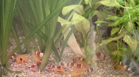 Repas à la carotte !