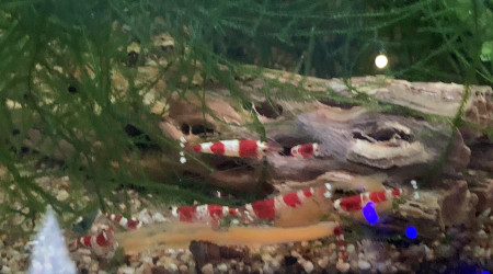 Repas à la carotte !