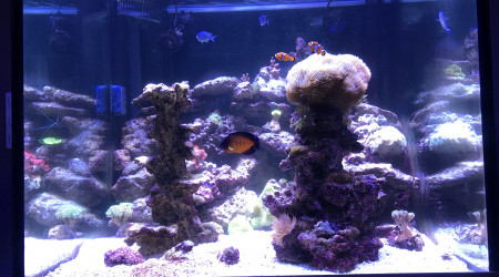 aquarium mon cube 450 litres
