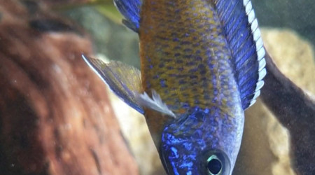 aulonocara stuartgranti