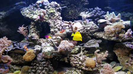 aquarium Récif-home